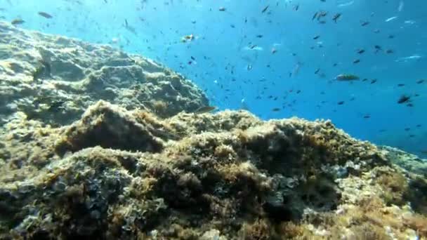 Underwater Landscape Balearic Islands Reef — Stock Video