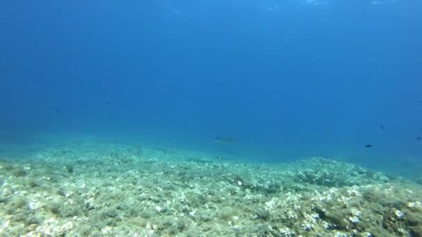 Vida Submarina Sting Ray Nadando Arrecife Marino Mediterráneo Buceo Mallorca — Vídeos de Stock