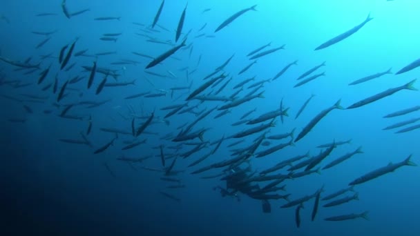 Buceador Una Escuela Peces Barracuda Vida Marina Del Mar Mediterráneo — Vídeos de Stock