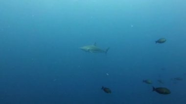 Su altındaki vahşi yaşam - Bulutlu suda dönen köpekbalığı 