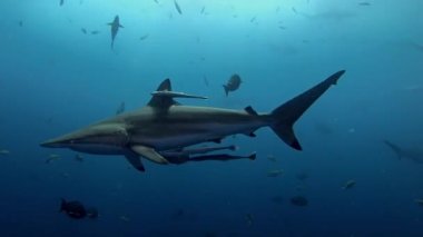 Vahşi yaşam su altında. Spinner köpekbalığı kameraya yakın.