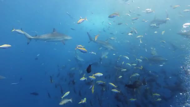 Sharks Feeding Scuba Diving Maldives — Stock Video