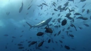 Arka plan sualtı sahnesi - Köpekbalığı teknenin altında yüzüyor 