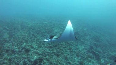 Sualtı yaşamı - Manta ışını dalgıçların yanında yüzüyor 