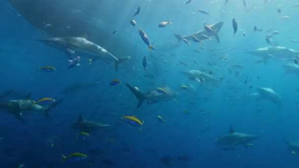 Vida Silvestre Bajo Agua Tiburones Spinner Alimentándose Maldivas — Vídeos de Stock