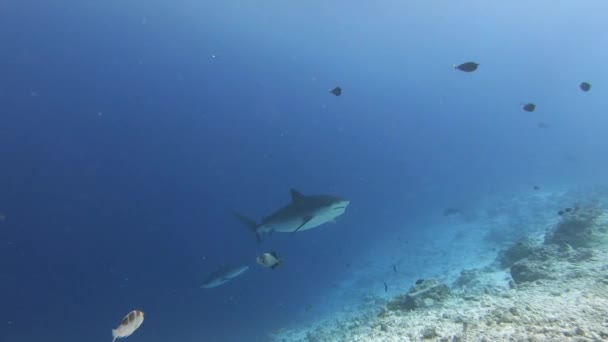 Undervattensscen Tiger Shark Dykning Maldiverna — Stockvideo