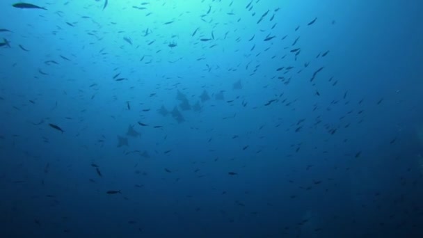 Cena Luz Fundo Subaquática Escola Stingray Água Azul Escura — Vídeo de Stock