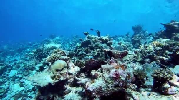 Мальдивы Подводный Пейзаж Коралловый Риф — стоковое видео