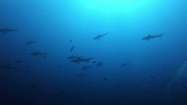 Onderwater Backlight Scene Grijze Haaien Donkerblauw Water — Stockvideo