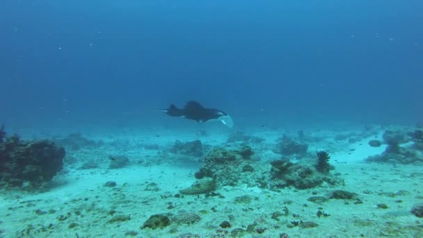 Vida Subaquática Das Maldivas Raios Manta Nadando Contra Uma Corrente — Vídeo de Stock