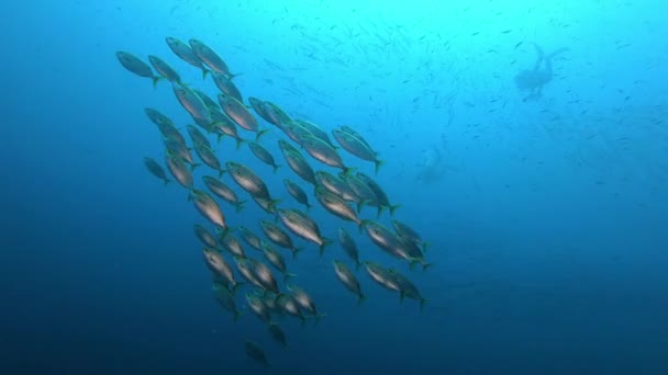 Zlaté Proužkované Ryby Barakudy Potápěči Kalné Vodě Podvodní Scéna — Stock video