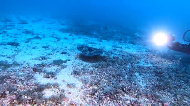 Deep Scuba Diving Stingray Diver Themediterramean Sea Seabed Meters Depth — Stock Video