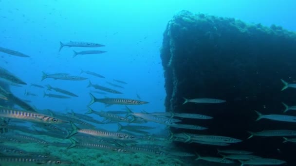 海底野生动物 深水中的梭鱼群 — 图库视频影像