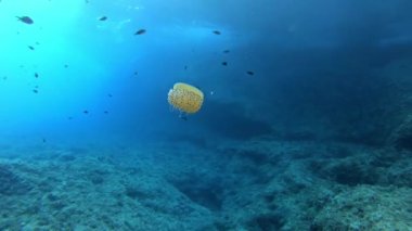 Su altındaki doğa - sığ sularda kameraya yakın denizanası