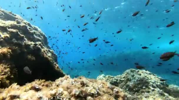 Onderwater Landschap Duiken Een Middellandse Zee Rif — Stockvideo