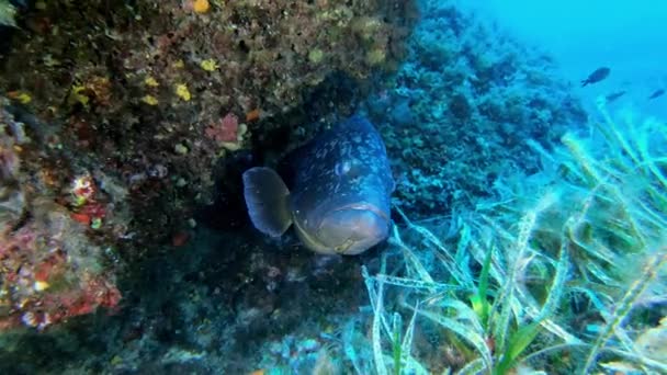 Pez Mero Mediterráneo Cerca Cámara — Vídeos de Stock