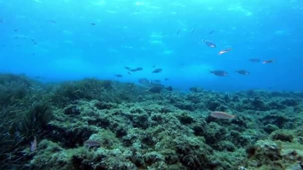 Paisaje Submarino Arrecife Marino Mediterráneo — Vídeos de Stock