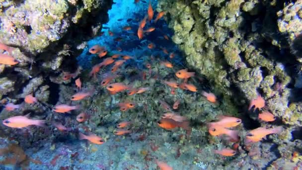 Dikkatli Sualtı Sahnesi Akdeniz Resifinde Küçük Kırmızı Balıklar — Stok video