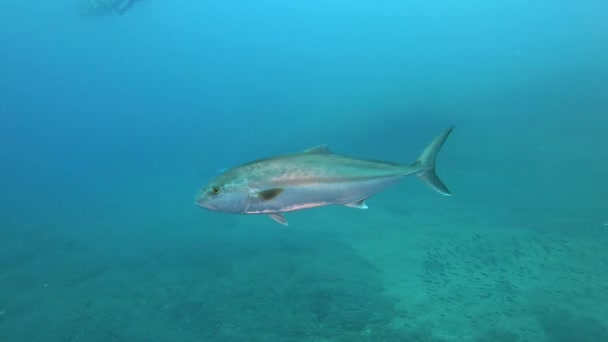 Vida Marina Del Mar Mediterráneo Amberjack Peces Nadando Alrededor Cámara — Vídeos de Stock