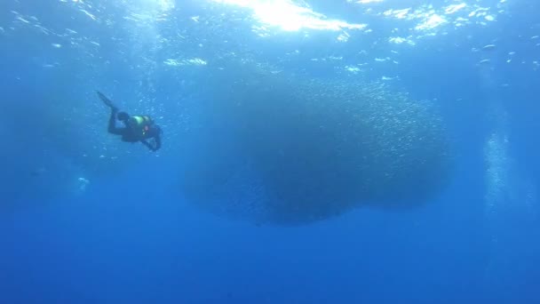 Unterwasserszene Taucher Kleine Fische Köderball Und Kleine Thunfischschwärme Jagen Sie — Stockvideo