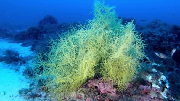 Grande Gorgoniano Coral Macio Sobre Fundo Mar Vida Subaquática — Vídeo de Stock