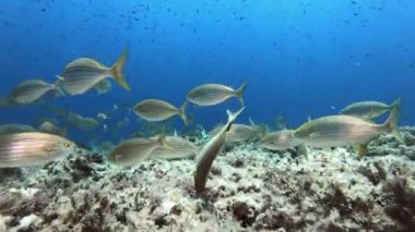 Sualtı Sahnesi - Sarı Deniz Atı - Mayorka İspanya 'da Scuba Dalışı