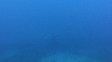 Sualtı Sahnesi - Sarı Deniz Atı - Mayorka İspanya 'da Scuba Dalışı