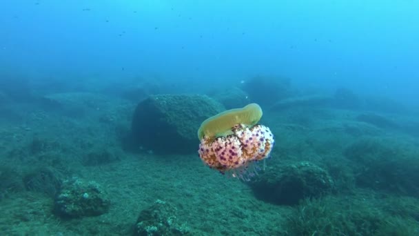 Sualtı Sahnesi Sarı Deniz Atı Mayorka Spanya Scuba Dalışı — Stok video