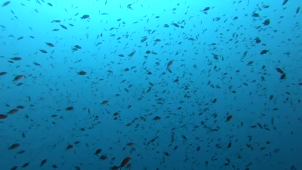 Underwater Scene Yellow Sea Horse Scuba Diving Majorca Spain — Stock Video