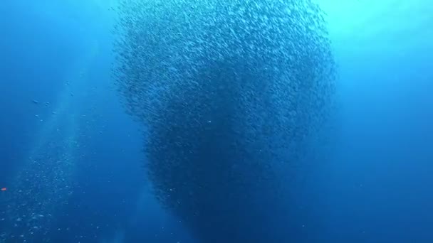 Unterwasserszene Gelbes Seepferdchen Tauchen Auf Mallorca Spanien — Stockvideo