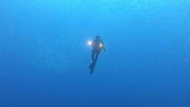 Scena Subacquea Cavallo Marino Giallo Immersioni Subacquee Maiorca Spagna — Video Stock