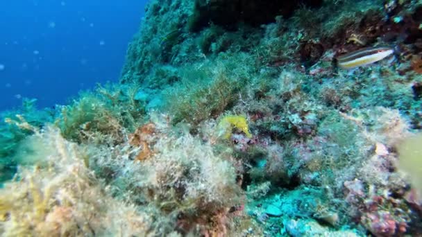 Unterwasserszene Gelbes Seepferdchen Tauchen Auf Mallorca Spanien — Stockvideo