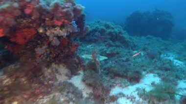 Scorpionfish escapes from the camera - Mediterranean Sea underwater