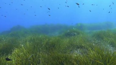 Underwater landscape - Green posidonia seaweed field