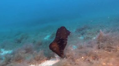 Rare narine life - Sea hare swimms over the seabed