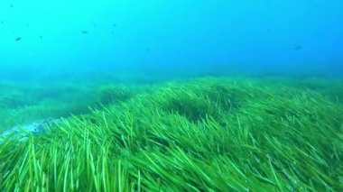 Underwater landscape - Green posidonia seaweed field