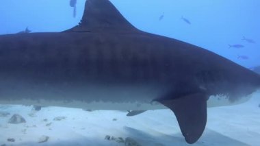 Kaplan köpekbalığının resifteki sualtı görüntüsü