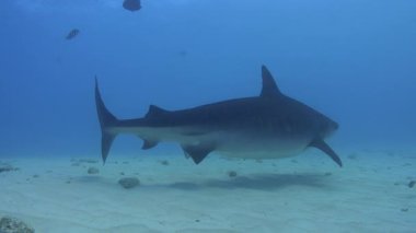 Sığ sularda kaplan köpekbalıkları.