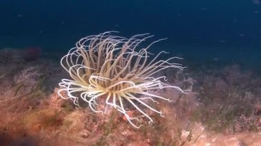 Deep underwater marine life - Ceriamtum anemone 47 meters depth
