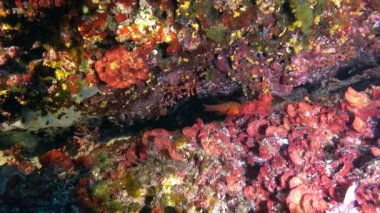 Küçük kırmızı balık - Kardinal balığı - Akdeniz resifinde