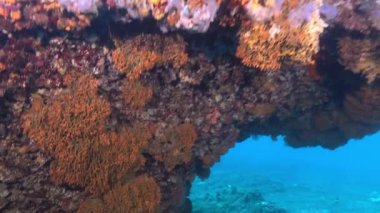 Underwater landscape with sea coral