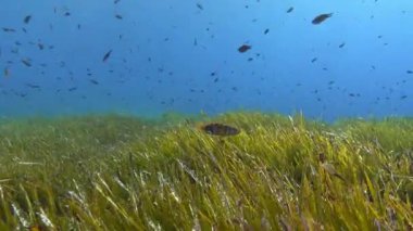 Underwater scene - Green posidonia seaweed field