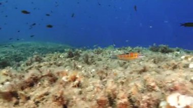 Küçük renkli Akdeniz resif balığı.