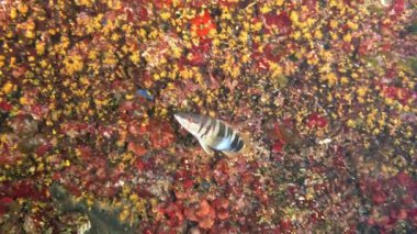 Comber fish -Serranus scriba- in a colourful underwater scene.