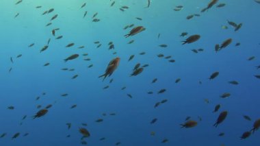 Damselfish shoal in blue sea water