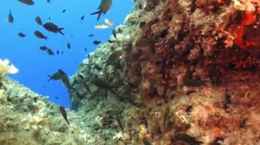 POV - Scuba diving in shallow sea water