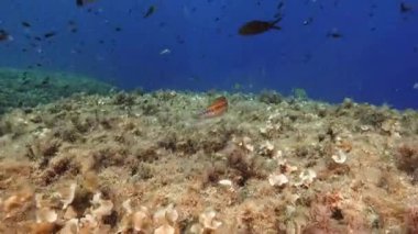Little reef fish swimms in shallow water