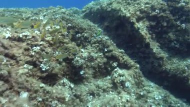 Su altı sahnesi - Akdeniz resif balıkları