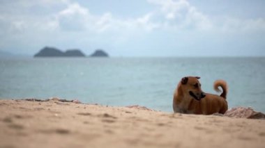 Plaj köpek arka planda tropik adalara Tayland koh Phangan