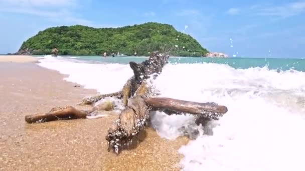 Κολόβωμα Του Ένα Τροπικό Δέντρο Στη Θάλασσα Φόντο Του Νησιού — Αρχείο Βίντεο